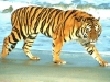tigr154-800x600.jpg