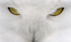 Год белого филина | White Owl Year